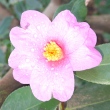 November Pink